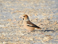 Coccothraustes coccothraustes