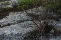 Andropogon distachyos