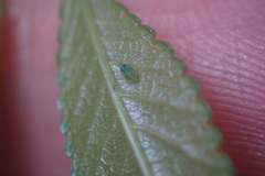 Tinocallis ulmiparvifoliae