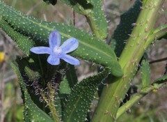 Anchusa strigosa