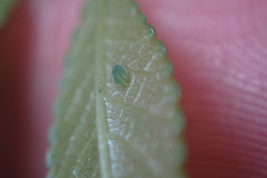 Tinocallis ulmiparvifoliae