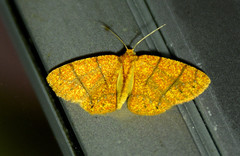 Periclina syctaria