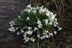 Galanthus nivalis