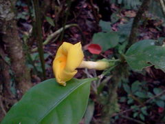 Tabernaemontana donnell-smithii