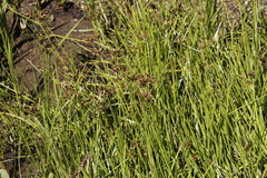 Cyperus mundii