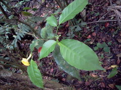 Tabernaemontana donnell-smithii