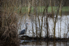 Ardea cinerea