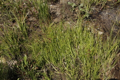 Cyperus mundii