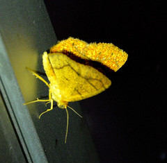 Periclina syctaria