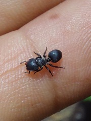 Cephalotes pusillus
