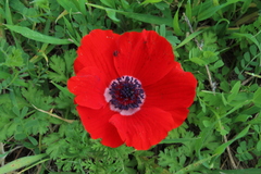 Anemone coronaria