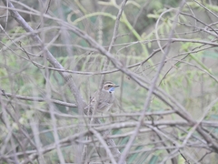 Luscinia svecica