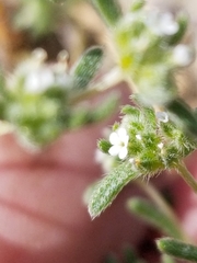 Eremocarya micrantha