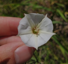 Convolvulus laciniatus