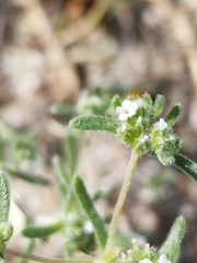 Eremocarya micrantha