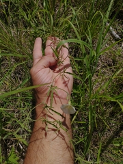 Convolvulus laciniatus