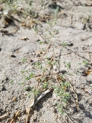 Eremocarya micrantha