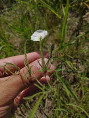 Convolvulus laciniatus