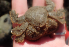 Hapalogaster cavicauda