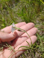 Convolvulus laciniatus