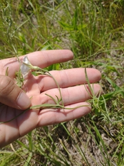 Convolvulus laciniatus