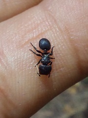 Cephalotes pusillus