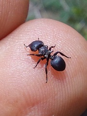 Cephalotes pusillus