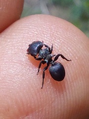 Cephalotes pusillus