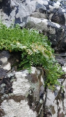 Polypodium macaronesicum image