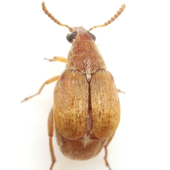 Acanthoscelides flavescens
