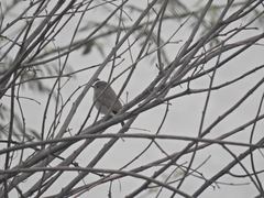 Aves