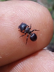 Cephalotes pusillus