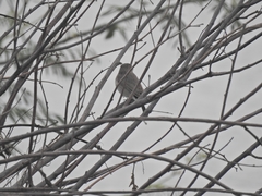 Aves