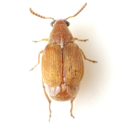 Acanthoscelides flavescens