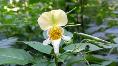 Impatiens edgeworthii