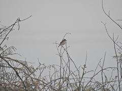 Aves