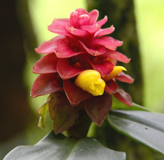 Costus barbatus