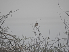 Aves