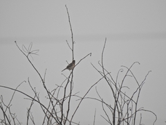 Aves