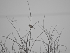 Aves