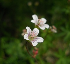 Geranium asiaticum