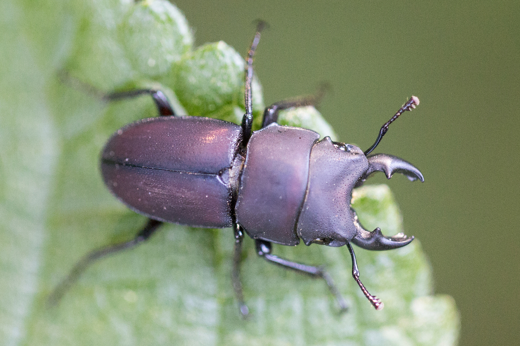 Metadorcus rotundatus