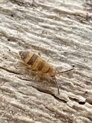 Entomobrya assuta