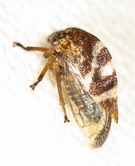 Cyrtolobus