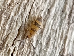 Entomobrya assuta