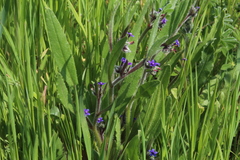 Anchusa aggregata