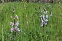 Lupinus palaestinus