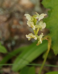 Pterygodium hastatum