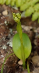 Pterygodium hastatum