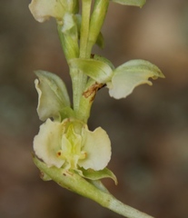 Pterygodium hastatum